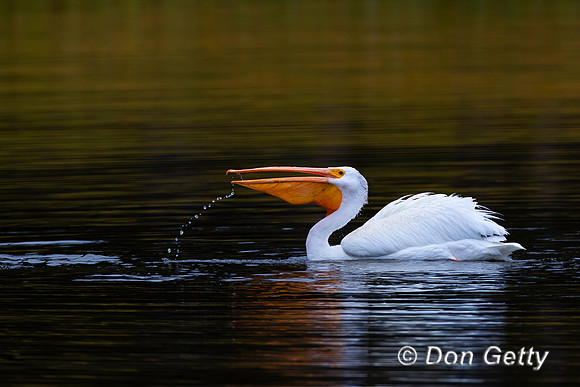 American White Pelican