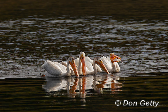 American White Pelican