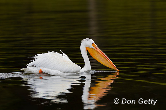 American White Pelican