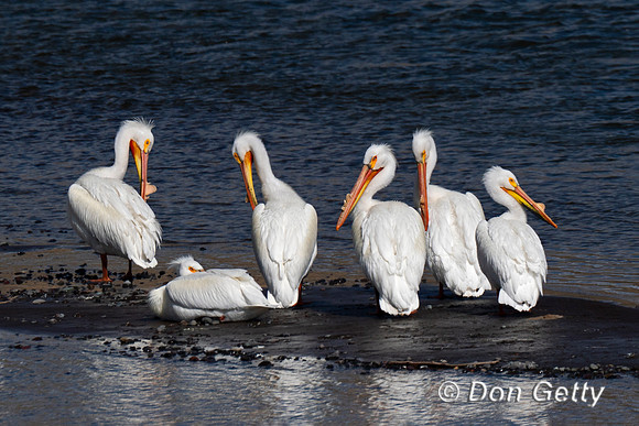 American White Pelican