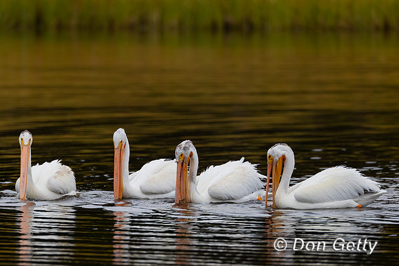 American White Pelican