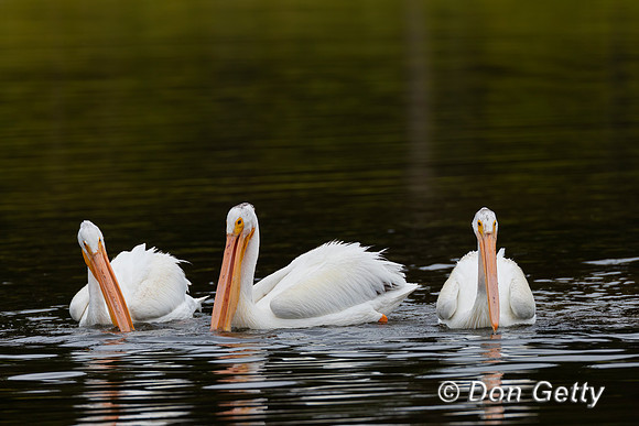 American White Pelican