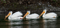 American White Pelican