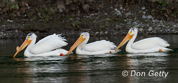 American White Pelican