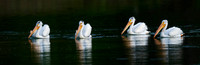 American White Pelican
