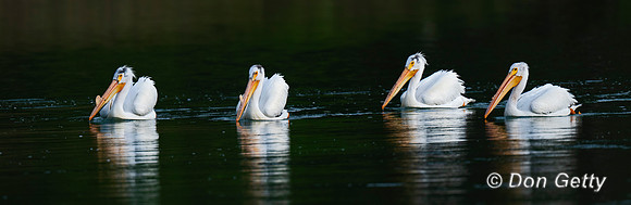 American White Pelican