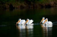 American White Pelican