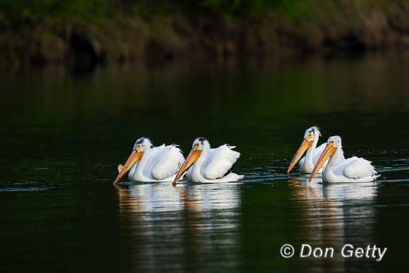 American White Pelican