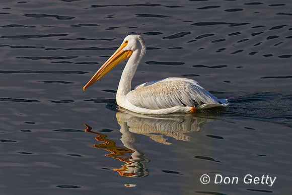 American White Pelican