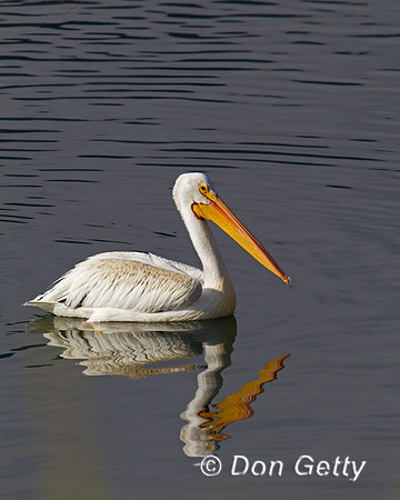 American White Pelican