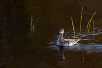 Wilson's Phalarope