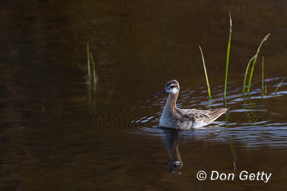Wilson's Phalarope