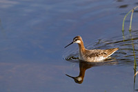 Wilson's Phalarope