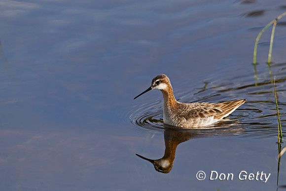Wilson's Phalarope