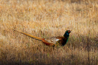 Pheasant
