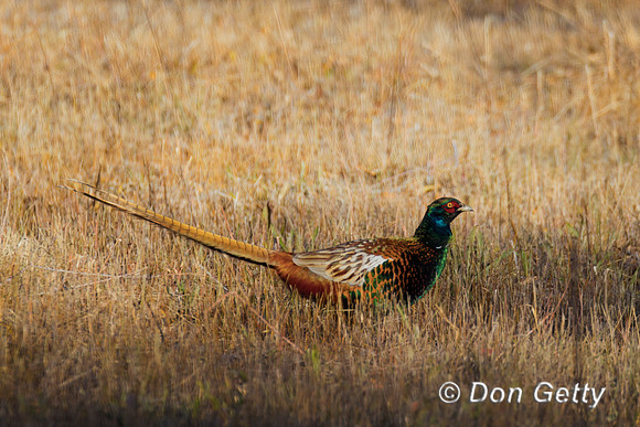 Pheasant