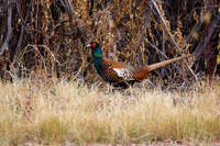 Pheasant