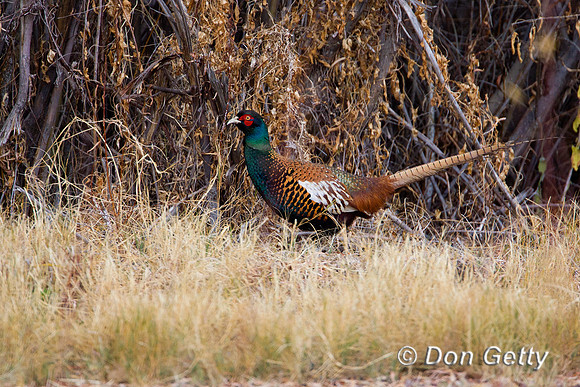 Pheasant