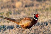 Pheasant