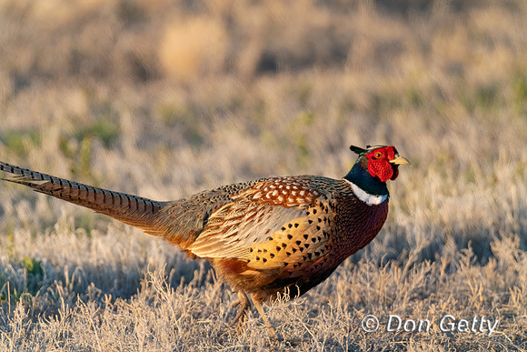 Pheasant