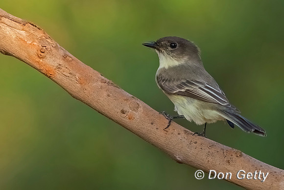 Eastern Phoebe