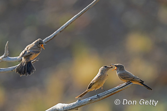 Say's Phoebe