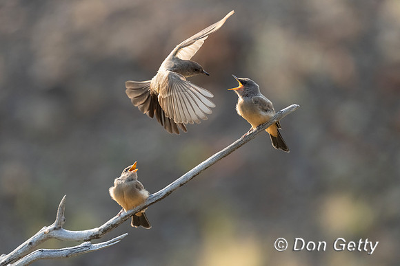 Say's Phoebe