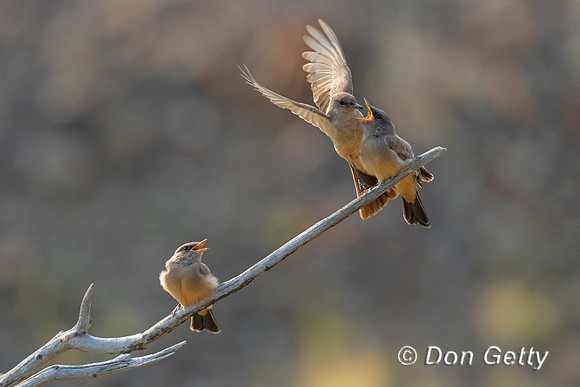 Say's Phoebe