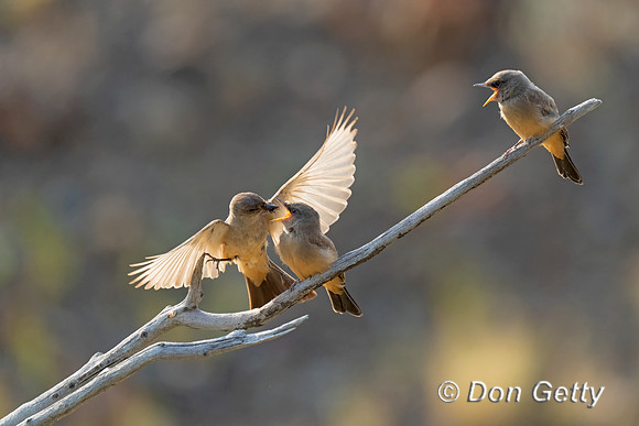 Say's Phoebe