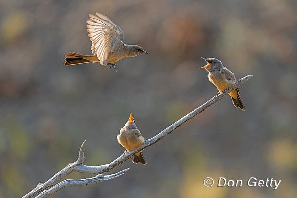 Say's Phoebe