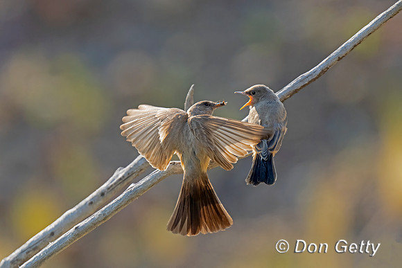 Say's Phoebe