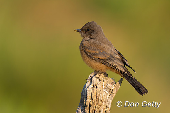 Say's Phoebe