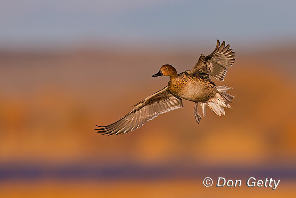 Northern Pintail