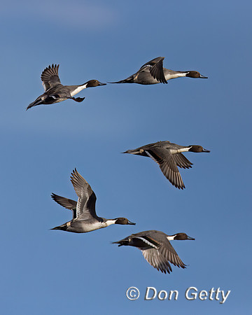Northern Pintail
