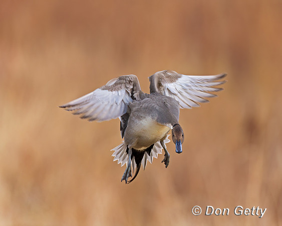 Northern Pintail