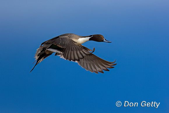 Northern Pintail