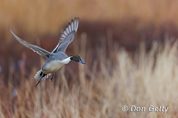 Northern Pintail