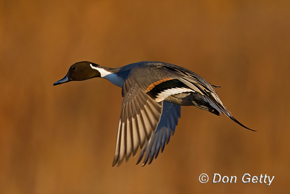 Northern Pintail