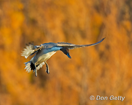 Northern Pintail