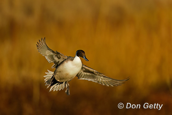 Northern Pintail