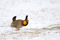 Greater Prairie-Chicken