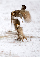 Greater Prairie-Chicken