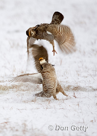 Greater Prairie-Chicken