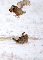 Greater Prairie-Chicken