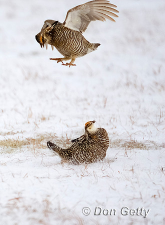 Greater Prairie-Chicken