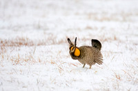Greater Prairie-Chicken