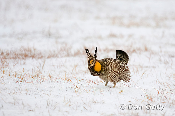 Greater Prairie-Chicken