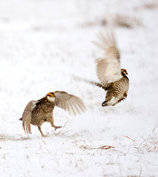 Greater Prairie-Chicken