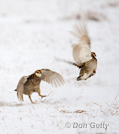 Greater Prairie-Chicken