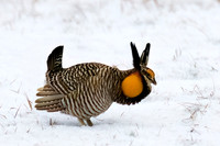 Greater Prairie-Chicken